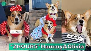 *2 HOURS* Hammy & Olivia Corgi TikTok Videos 2023  Best Hammy and Olivia TikTok Compilation