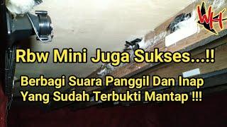 Pengecekan rbw mini sukses dan berbagi Sp dan Si yang terbukti cepat menginapkan burung walet