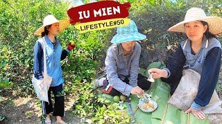 Iu Mien Lifestyle EP.50  Harvesting lemons at the first time