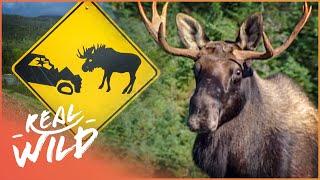 Canadas Most Dangerous Animal... The Moose?  Natural Kingdom  Real Wild