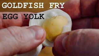 Feeding Goldfish Fry With Egg Yolk