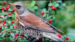 Nature Sounds Birdsong Fieldfare Thrush
