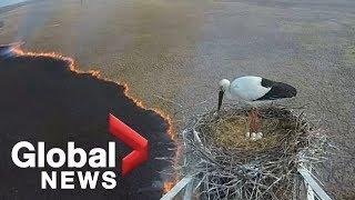 Russia wildfires Nesting stork camera captures devastation of spreading blaze