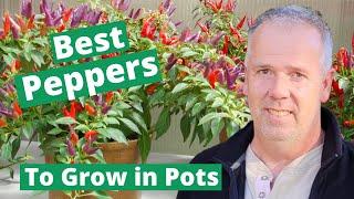 Growing Peppers in Pots