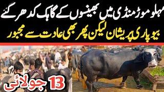 Malumor Mandi Jhang Today  Buffalo Fresh Rates Update  Buffalo Mandi