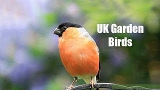My UK Wildlife Garden Birds
