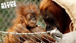 Surprise Orangutan Birth Shocks Zookeepers  The Secret Life of the Zoo  Nature Bites