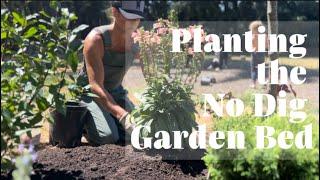 Planting the “No Dig” Garden Bed  No Dig Garden Installation Start to Finish • Part 2