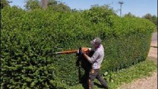 Trimming a Privet ligustrum hedge