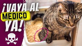 6 señales de que tu gato pronto va a sufrir un fallo renal