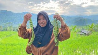 BIKIN MENU BUKA PUASA PETE IKAN ASIN SAMBAL IJO MASAKAN DESA