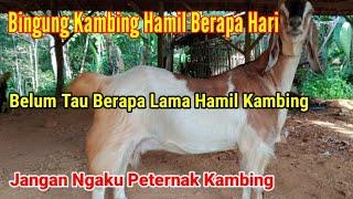 Berapa Lama Kambing Hamil Dari Kawin Sampai Melahirkan