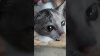 Kucing liar jangan dibuang ya #kucing #kucinglucu #cat #komedi #lucu #funnyanimals#catlover #simeong