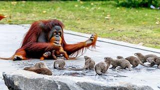 Orangutan Was Dying of Loneliness Until These Rascals Moved in With Him. Look What Happened After