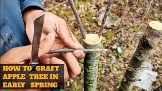 Best method of Grafting apple tree in spring  Apple Grafting