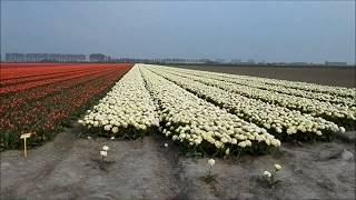 Тюльпаны.Как их выращивают в Голландии.the tulip fields in the Netherlands.Hа машине по Европе