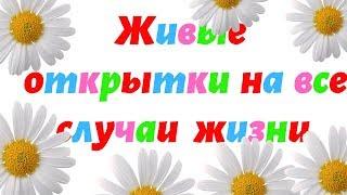 Живые открытки на все случаи жизни. Шикарные поздравления. Красивые пожелания