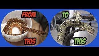 Madagascar Tree Boas Update After Tinley Park