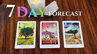 Pick a Card ️️ Next 7 Days 🩷🩵