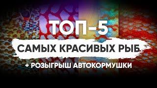 Топ 5 самых красивых аквариумных рыб на канале Scalariki