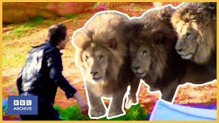 1982 BLUE PETER Goes ROAR  Blue Peter  Science and Nature  BBC Archive