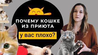 Берём Кошку Из Приюта КАК ПОДГОТОВИТЬСЯ? Почему кошке у вас плохо?