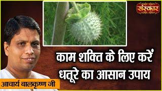 काम शक्ति के लिए करें धतूरे का आसान उपाय  Benefits of Datura  Acharya Balkrishna Ji Ke Nuskhe