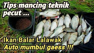 Mancing ikan BalarLalawakBeles_ teknik pecut