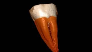 Animation of the tooth that shows modern humans reached Bulgaria at least 45000 years ago