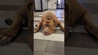 General gets his own Tattoo memorial #ytshorts #shorts #tattoo #dogdynasty #pitbull #bullies #dog