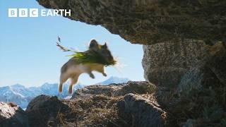 Cute Pika Steals Food From Neighbours  4K UHD  Mammals  BBC Earth