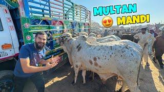 Multan ki cow mandi pohanch gae finally  Mandi series shuru hogai 