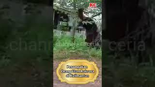 Bikin Geger  Penampakan Orang Utan Raksasa di Kalimantan  channel kita ceria