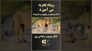 داستان های ضرب المثلی فارسی - تجربه آموختن روباه RAHA TV