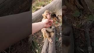 funny monkey videosfunny monkeymonkey videosfunny monkeysmonkey video