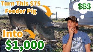 How to Turn a $75 Feeder Pig Into A $1000 Hog