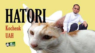 Hatori.. Kucing UAH