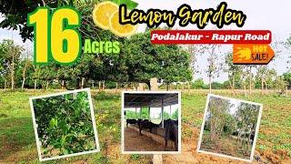 Nellores Farming Paradise - 16 Acres of Land with Mango Lemon & Dairy Farm for Sale