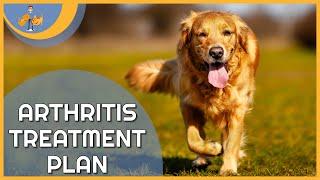 Treating Arthritis in Dogs - a plan to keep them pain free