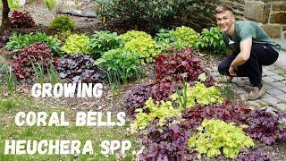 CORAL BELLS Heuchera spp. - Where to Plant & How to Grow