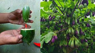 Grafting eggplant with papaya new technique yields strange fruits ....