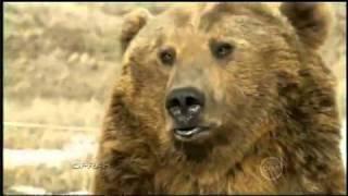 Brutus the pet grizzly bear