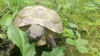 життя черепахи #черепахи #природа