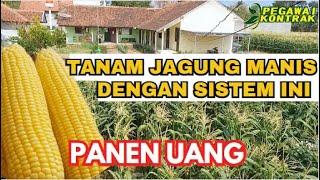 CARA BARU  TANAM JAGUNG PANEN UANG JADI MALES TANAM LAINNYA