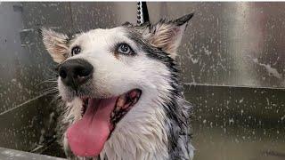 12 year old Husky dog never been groomed before