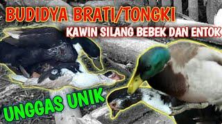 bebek kawin dengan entok tongki hasil perkawinan silang bebek dan entok  Tongki Brati Blengong