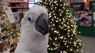 Onni Cockatoos Christmas Visit To Home Depot