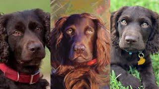 Boykin spaniel  Funny and Cute dog video compilation in 2022.