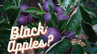 Planting an Arkansas Black Apple Tree