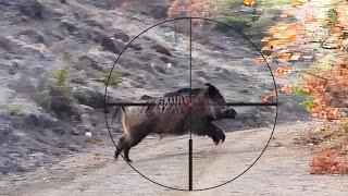 EXCITING WILD HOG HUNTS AMAZING BOAR SHOTS BEST SCENES #hunting #hog